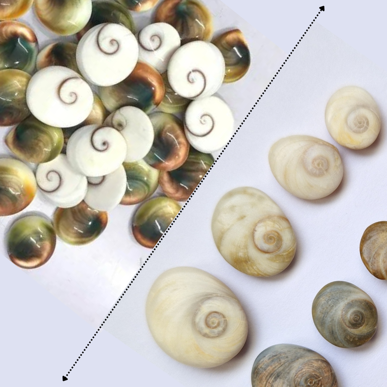 Découvrez les vertus des ces jolies coquillage et apprenez à différenciez l'Oeil de Sainte Lucie et l'oeil de Shiva.